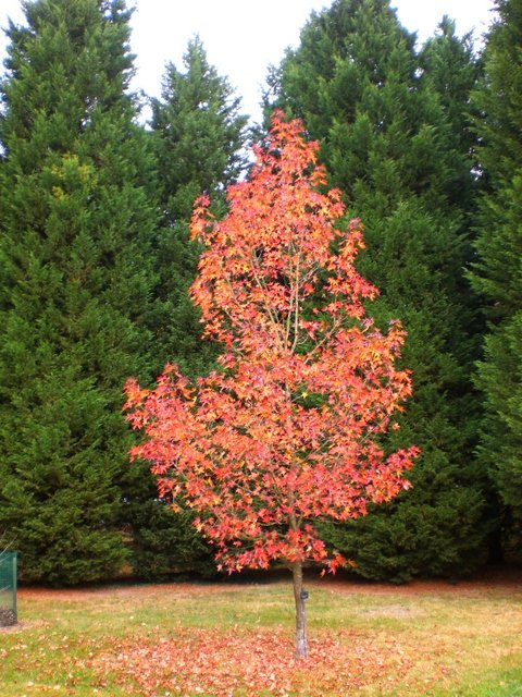 Liquidambar styraciflua 'Worplesdon' automne